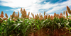 Foxtail Millet Sown in Srikakulam, Andhra Pradesh