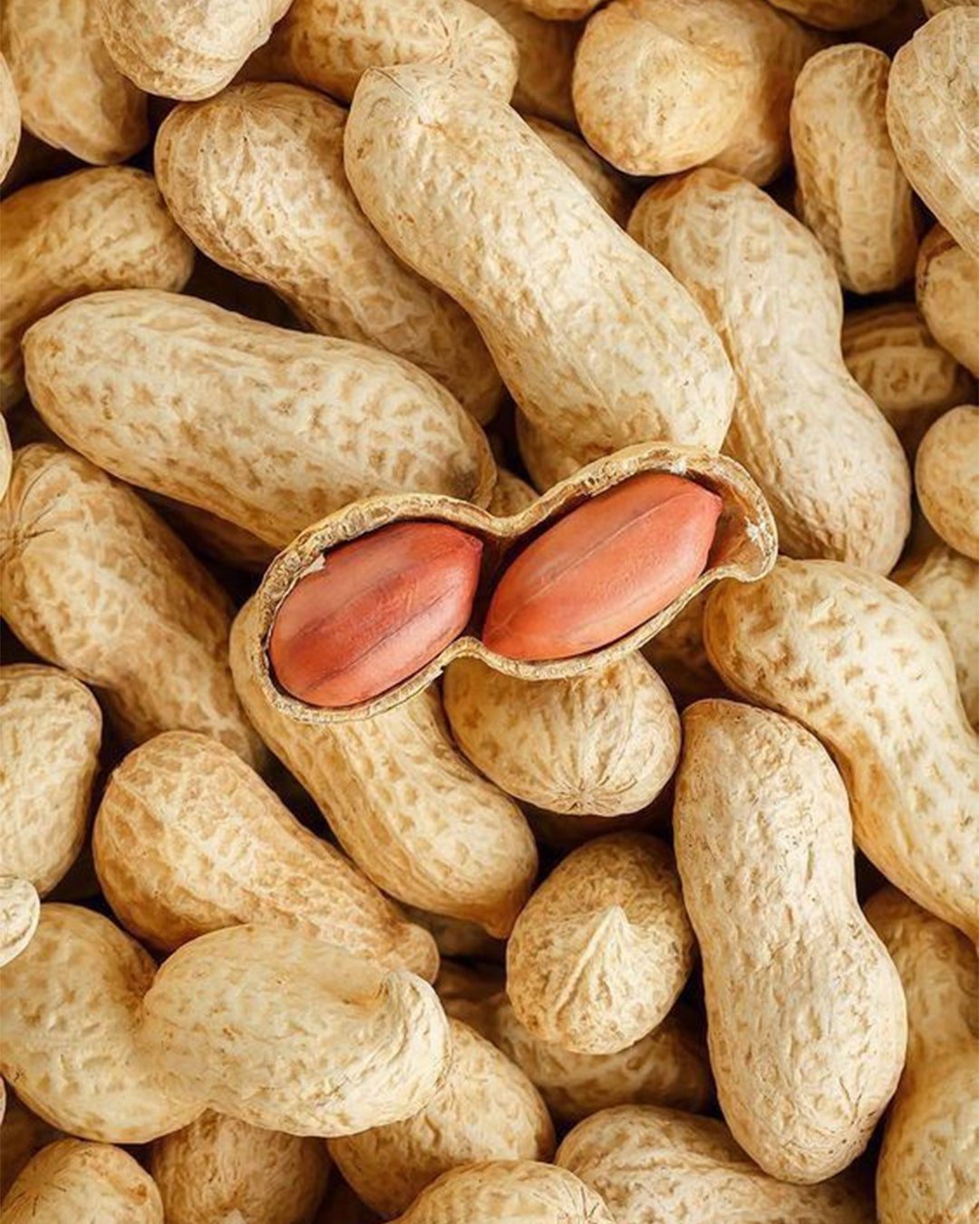 Roasted Peanuts