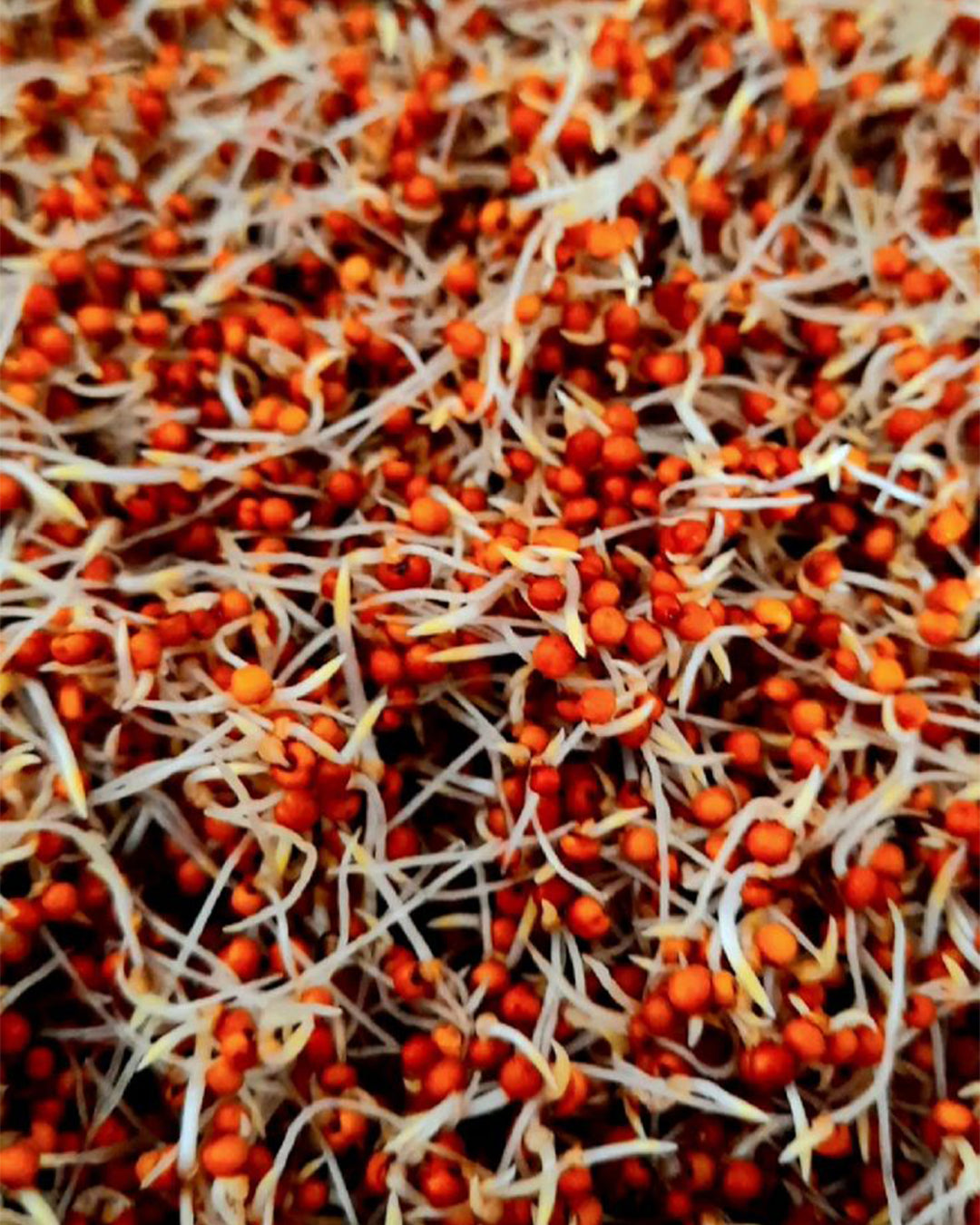 Sprouted Ragi
