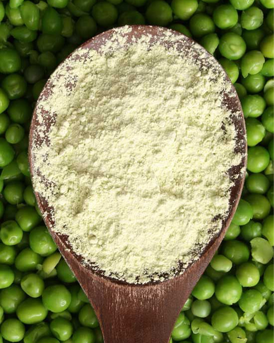 Pea Protein - Cocoa Rich Bar