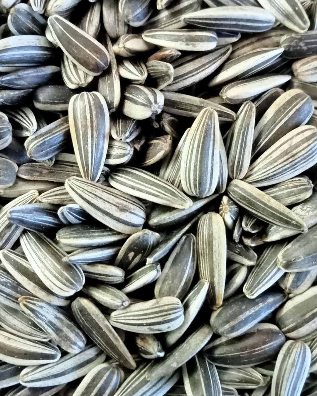 Sunflower Seeds - Cocoa Rich Bar