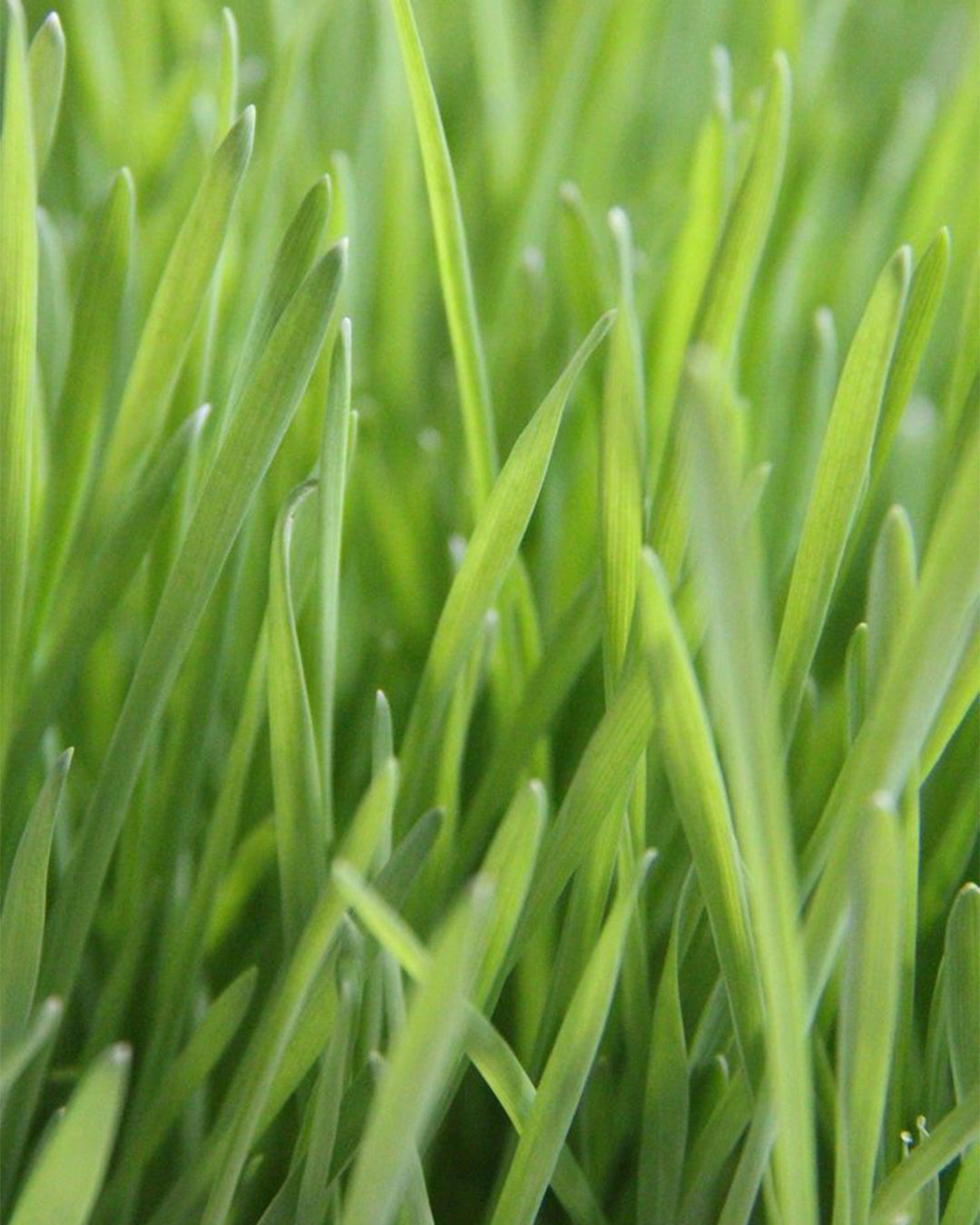 Wheat Grass