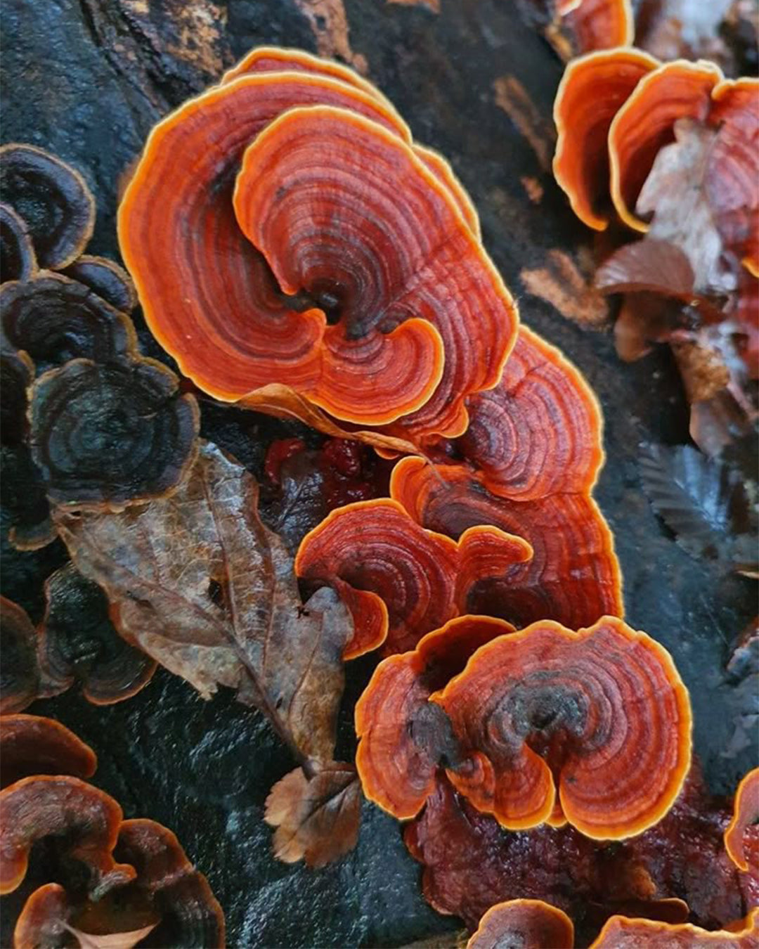 Reishi Mushroom