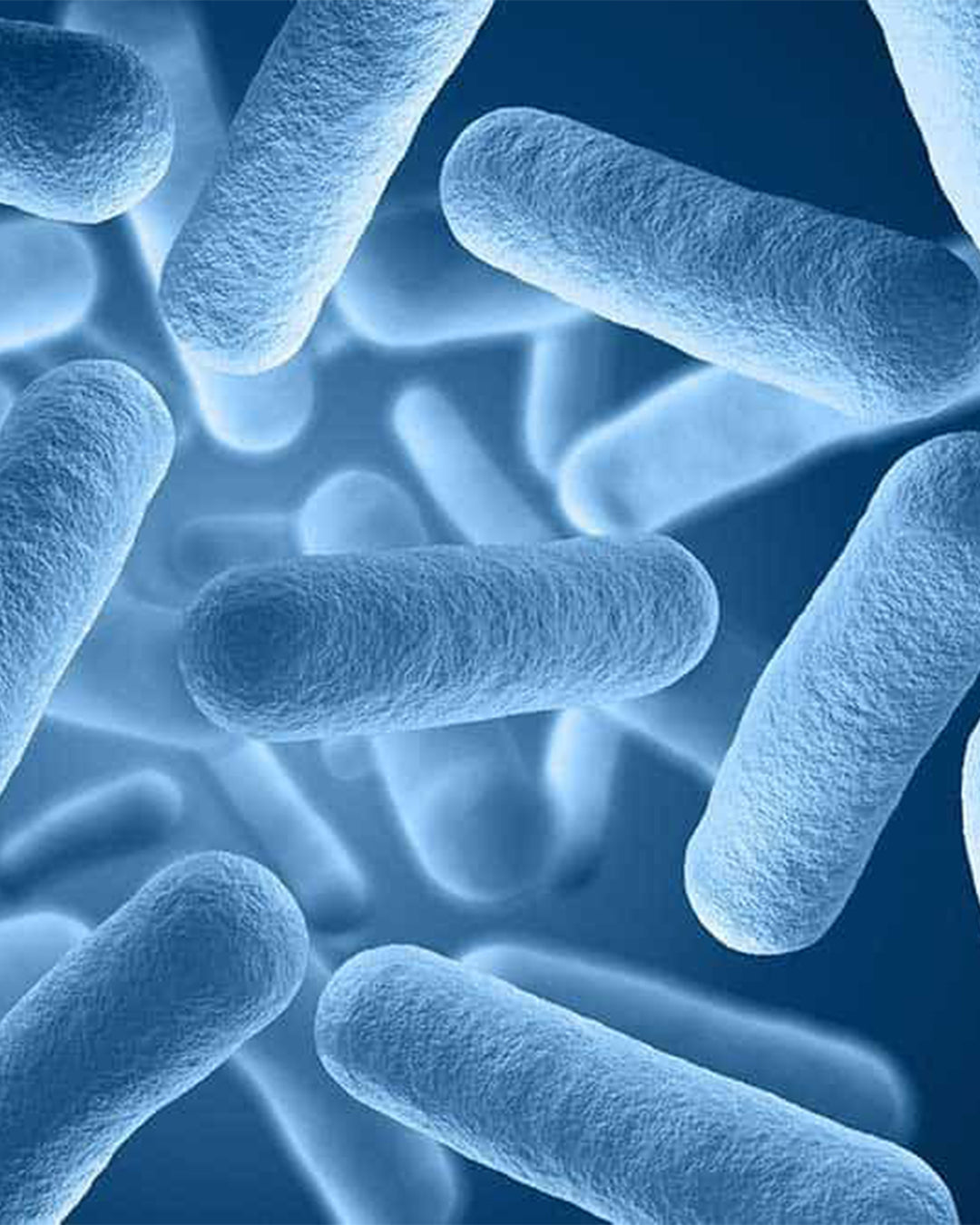 Probiotic