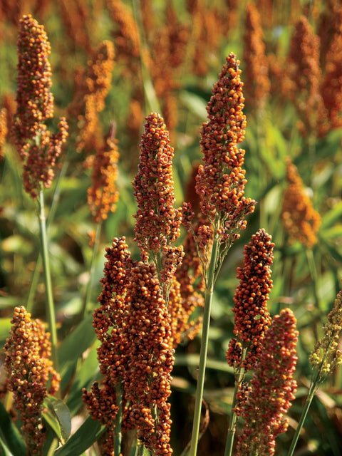 Ragi