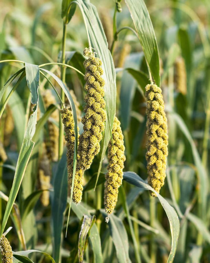 Foxtail Millets